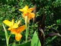 Canna indica Confetti