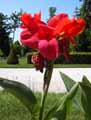 Canna indica Oiseau de feu