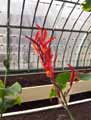 Canna indica Red