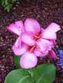 Canna indica Tropical Rose