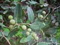 Capparidaceae-Boscia-senegalensis-Boscia-du-senegal.jpg