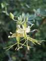 Cadaba farinosa