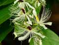 Capparis forsteniana
