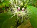 Capparis pubiflora