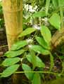 Capparis pubiflora