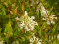 Abelia chinensis