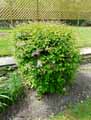 Abelia mosanensis