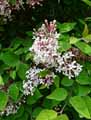 Abelia mosanensis