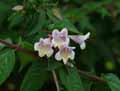 Abelia schumannii