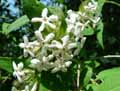 Abelia triflora
