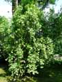 Abelia triflora