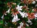 Abelia x grandiflora