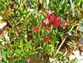 Centranthus ruber