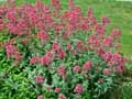 Centranthus ruber