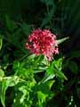Centranthus ruber