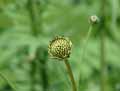 Cephalaria alpina
