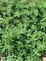 Cephalaria alpina