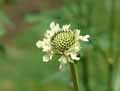 Caprifoliaceae-Cephalaria-alpina-Scabieuse-des-Alpes-Cephalaire-des-Alpes.jpg
