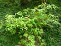 Caprifoliaceae-Diervilla-sessifolia-Diervilla.jpg