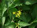 Caprifoliaceae-Diervilla-x-splendens-Diervilla.jpg