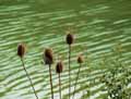 Dipsacus fullonum