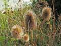 Dipsacus fullonum
