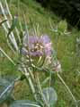 Dipsacus fullonum