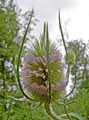 Dipsacus fullonum