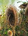 Caprifoliaceae-Dipsacus-fullonum-Cardere-sauvage-Cabaret-des-oiseaux-3285.jpg