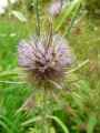 Dipsacus fullonum
