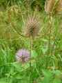 Dipsacus fullonum