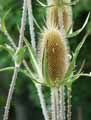 Caprifoliaceae-Dipsacus-laciniatus-Cardere-laciniee-Cardere-decoupee-3287.jpg