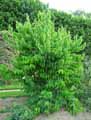 Caprifoliaceae-Heptacodium-miconioides-Heptacodium-de-Chine.jpg