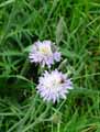 Knautia arvensis