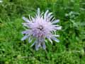Knautia arvensis