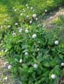 Knautia maxima, Knautia dipsacifolia