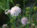 Caprifoliaceae-Knautia-maxima-Knautia-dipsacifolia-Knautie-des-bois-Knautie-a-feuilles-de-Cardere.jpg