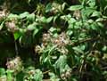 Kolkwitzia amabilis