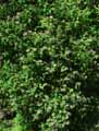 Kolkwitzia amabilis