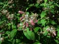 Kolkwitzia amabilis