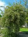 Caprifoliaceae-Kolkwitzia-amabilis-Kolkwitsia-Buisson-de-beaute.jpg