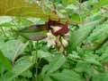 Leycesteria formosa