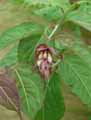 Leycesteria formosa