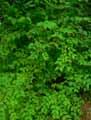Leycesteria formosa