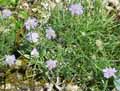 Lomelosia graminifolia