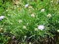 Lomelosia graminifolia subsp. graminifolia
