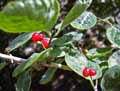 Lonicera caprifolium