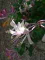 Lonicera etrusca