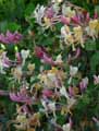 Lonicera etrusca