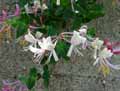 Lonicera etrusca